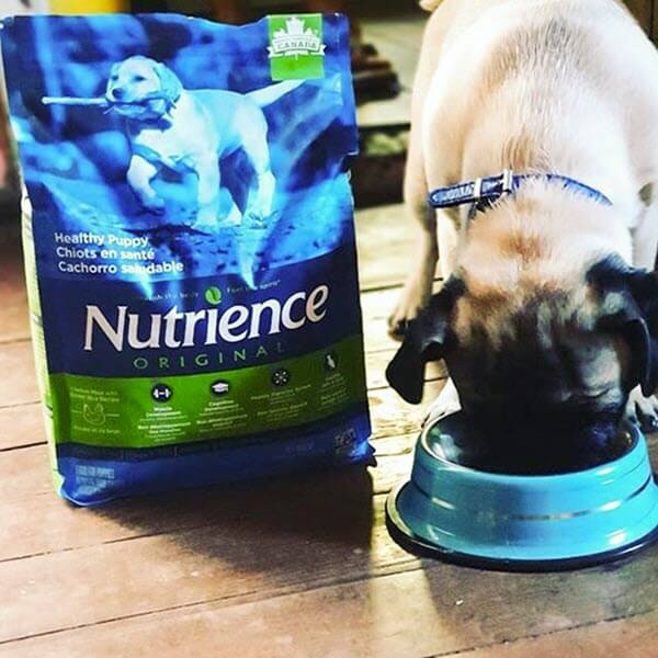 Nutrience Original là thức ăn từ gà thơm ngon cho cún