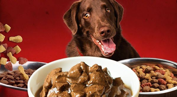 Các loại thức ăn với đặc điểm khác nhau thích hợp cho từng giống chó