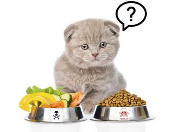 Không nên tự thiết kế đồ ăn cho mèo nếu bạn thiếu kinh nghiệm về dinh dưỡng cho thú cưng