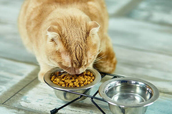Thức ăn cho mèo Whiskas chất lượng cao được chuyên gia khuyên dùng